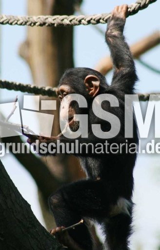 Schimpansen-1.jpg